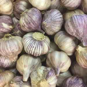 italian pink garlic